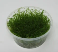 XL In-Vitro Krabi Moss / Vesicularia Montagnei 'Krabi', Moos