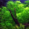1-2-GROW! Mato-Grosso-Tausendblatt / Myriophyllum Mattogrossense Von TROPICA