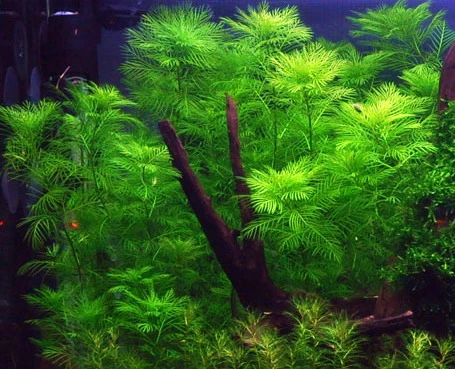 1-2-GROW! Mato-Grosso-Tausendblatt / Myriophyllum Mattogrossense Von TROPICA 3 1-2-GROW! Mato-Grosso-Tausendblatt / Myriophyllum Mattogrossense Von TROPICA