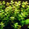 1-2-GROW! Grossblättriges Fettblatt / Bacopa Caroliniana Caroliana Von TROPICA -Hobby || DENNERLE || Flamingo Verkäufe oD043TC T 1 1