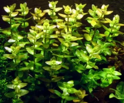 1-2-GROW! Grossblättriges Fettblatt / Bacopa Caroliniana Caroliana Von TROPICA