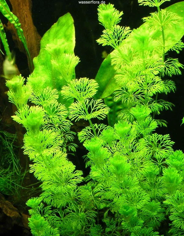 1-2-GROW! Kleine Ambulia - Sumpffreund / Limnophila Sessiliflora Von TROPICA 3 1-2-GROW! Kleine Ambulia - Sumpffreund / Limnophila Sessiliflora Von TROPICA