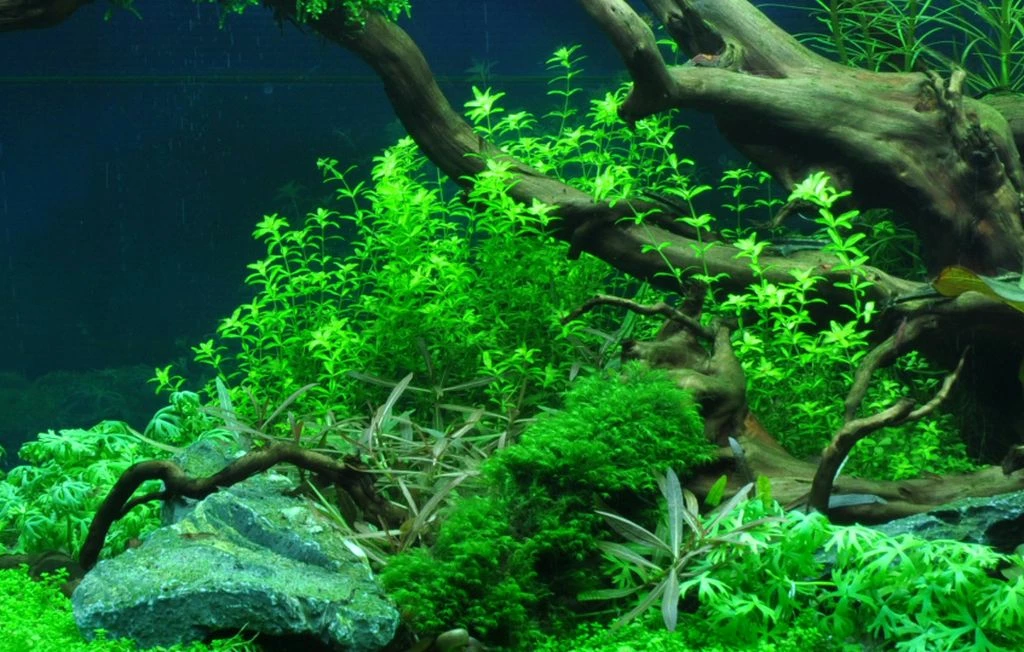 1-2-GROW! Zierliches Perlenkraut / Hemianthus Micranthemoides Von TROPICA 3 1-2-GROW! Zierliches Perlenkraut / Hemianthus Micranthemoides Von TROPICA