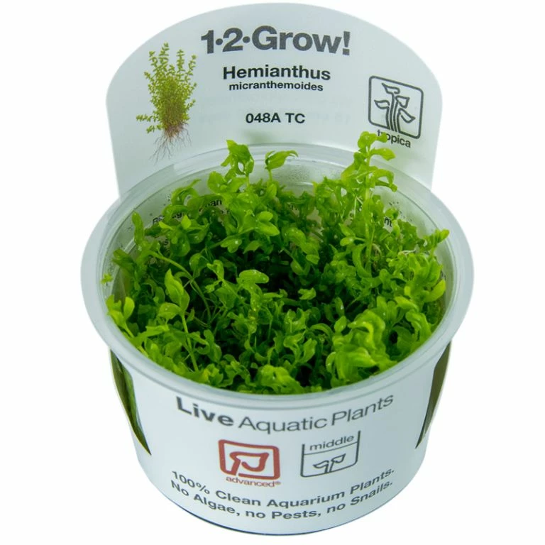 1-2-GROW! Zierliches Perlenkraut / Hemianthus Micranthemoides Von TROPICA 4 1-2-GROW! Zierliches Perlenkraut / Hemianthus Micranthemoides Von TROPICA – Bild 2