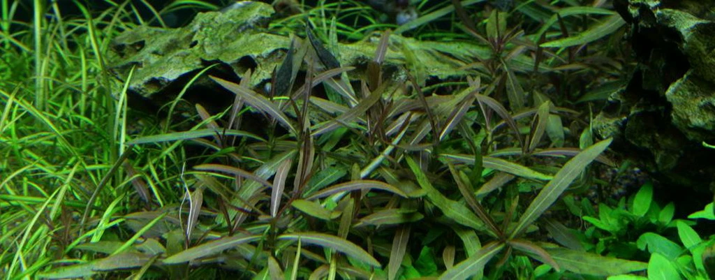 1-2-GROW! Hygrophila 'Araguaia' Von TROPICA 3 1-2-GROW! Hygrophila 'Araguaia' Von TROPICA