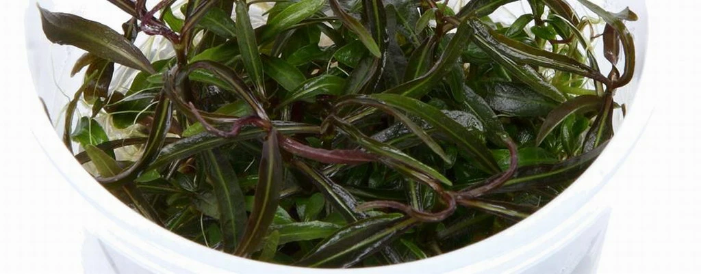 1-2-GROW! Hygrophila 'Araguaia' Von TROPICA 4 1-2-GROW! Hygrophila 'Araguaia' Von TROPICA – Bild 2