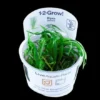 1-2-GROW! Japanisches Oder Kleines Fadenkraut / Blyxa Japonica 2 1-2-GROW! Japanisches Oder Kleines Fadenkraut / Blyxa Japonica -Hobby || DENNERLE || Flamingo Verkäufe oD057TC T 1 2