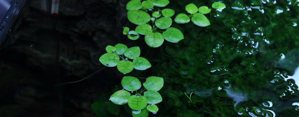 1-2-GROW! Froschbiss / Limnobium Laevigatum Von TROPICA 3 1-2-GROW! Froschbiss / Limnobium Laevigatum Von TROPICA