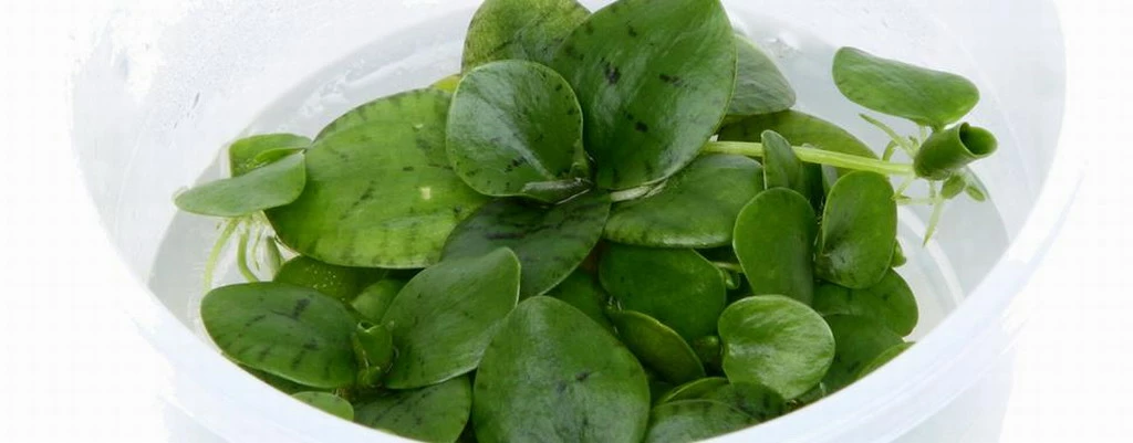 1-2-GROW! Froschbiss / Limnobium Laevigatum Von TROPICA 4 1-2-GROW! Froschbiss / Limnobium Laevigatum Von TROPICA – Bild 2