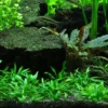 1-2-GROW! Zwerg-Wasserkelch / Cryptocoryne Parva 1 1-2-GROW! Zwerg-Wasserkelch / Cryptocoryne Parva -Hobby || DENNERLE || Flamingo Verkäufe oD106TC T 1 1