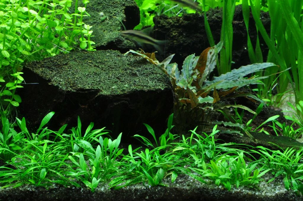 1-2-GROW! Zwerg-Wasserkelch / Cryptocoryne Parva 3 1-2-GROW! Zwerg-Wasserkelch / Cryptocoryne Parva