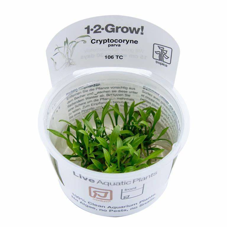 1-2-GROW! Zwerg-Wasserkelch / Cryptocoryne Parva 4 1-2-GROW! Zwerg-Wasserkelch / Cryptocoryne Parva – Bild 2