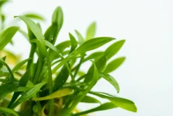 1-2-GROW! Zwerg-Wasserkelch / Cryptocoryne Parva 7 1-2-GROW! Zwerg-Wasserkelch / Cryptocoryne Parva -Hobby || DENNERLE || Flamingo Verkäufe oD106TC T 1 3