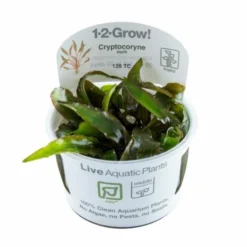1-2-GROW! Cryptocoryne Nurii