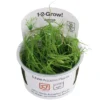 1-2-GROW! Kriechende Binse / Juncus Repens Von TROPICA 2 1-2-GROW! Kriechende Binse / Juncus Repens Von TROPICA -Hobby || DENNERLE || Flamingo Verkäufe oD133FTC T 1
