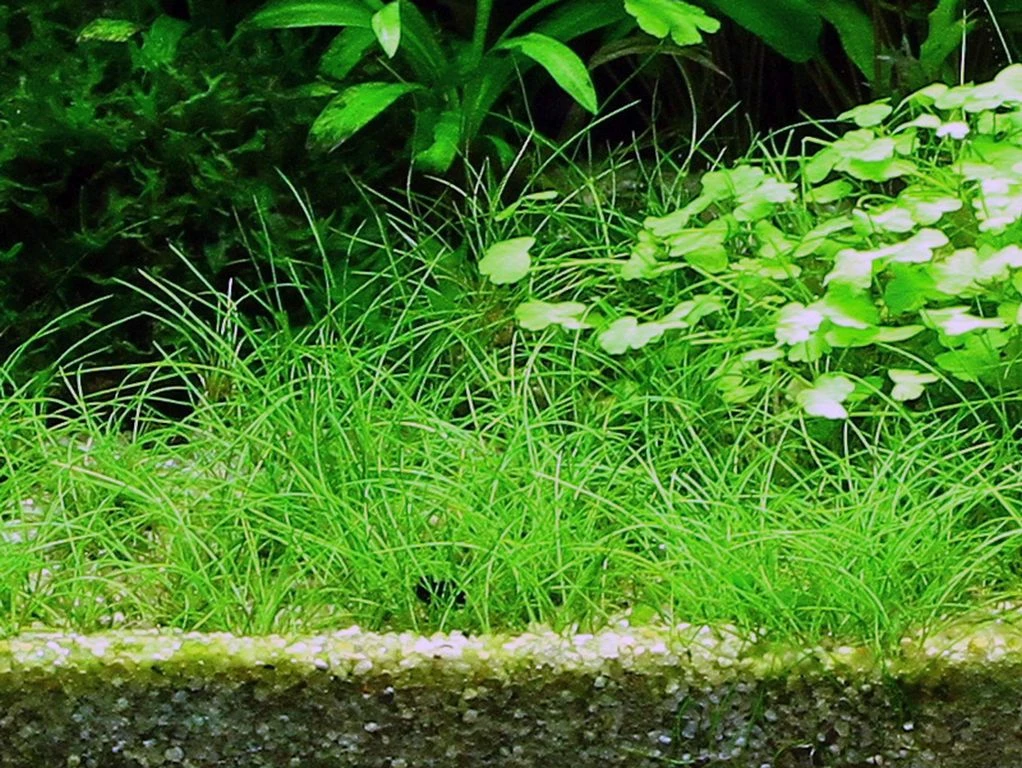 1-2-GROW! Nadelsimse / Eleocharis Acicularis Von TROPICA 3 1-2-GROW! Nadelsimse / Eleocharis Acicularis Von TROPICA