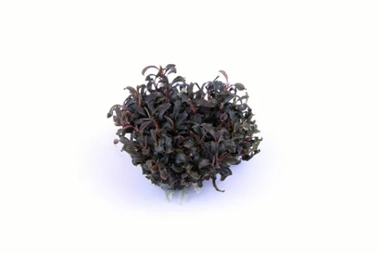 1-2-GROW! Bucephalandra 'Kedagang' Von TROPICA 4 1-2-GROW! Bucephalandra 'Kedagang' Von TROPICA – Bild 2