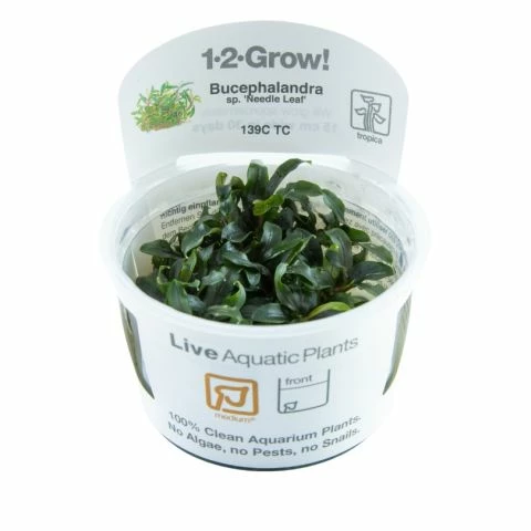 1-2-GROW! Bucephalandra Sp. 'Needle Leaf' Von TROPICA 3 1-2-GROW! Bucephalandra Sp. 'Needle Leaf' Von TROPICA