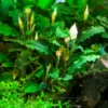 1-2-GROW! Bucephalandra Pygmaea 'Bukit Kelam' Von TROPICA