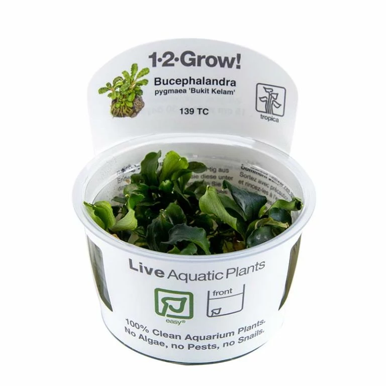 1-2-GROW! Bucephalandra Pygmaea 'Bukit Kelam' Von TROPICA 4 1-2-GROW! Bucephalandra Pygmaea 'Bukit Kelam' Von TROPICA – Bild 2