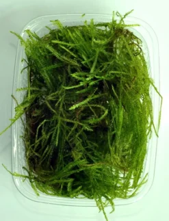 Stachelmoos / Taxiphyllum Spec. Spiky-Moos In Einer 125 Ml Moos Dose -Hobby || DENNERLE || Flamingo Verkäufe oD 003G T 1 3