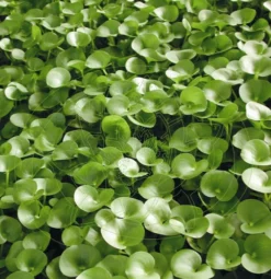 Nierenförmiges Trugkölbchen / Heteranthera Reniformis Für Den Teich