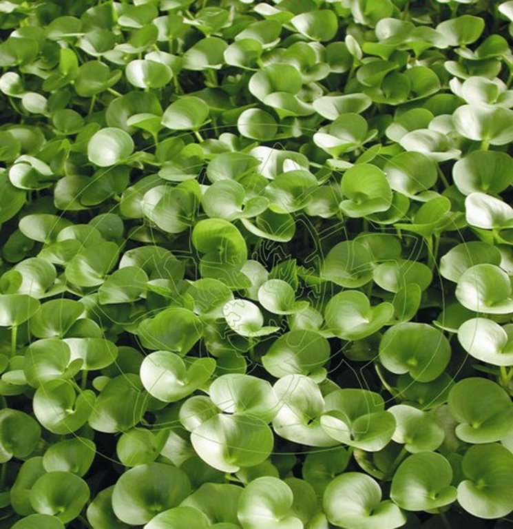 Nierenförmiges Trugkölbchen / Heteranthera Reniformis Für Den Teich 3 Nierenförmiges Trugkölbchen / Heteranthera Reniformis Für Den Teich