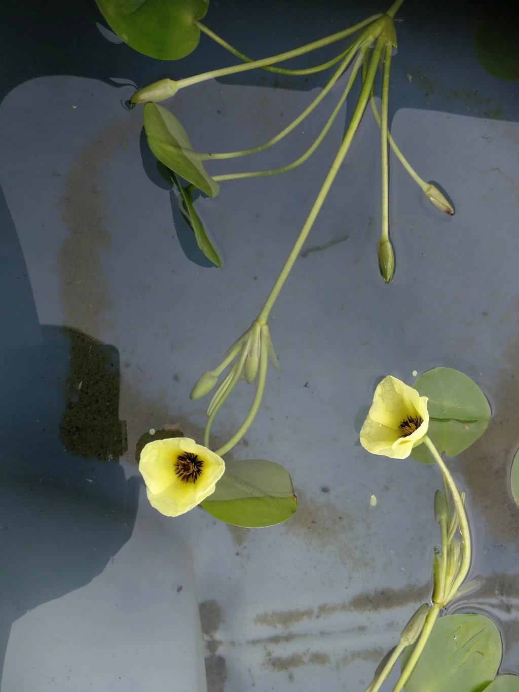 Wassermohnblume / Hydrocleys Nymphoides Für Den Teich 4 Wassermohnblume / Hydrocleys Nymphoides Für Den Teich – Bild 2