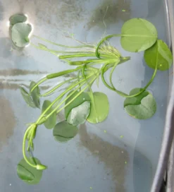 Wassermohnblume / Hydrocleys Nymphoides Für Den Teich 7 Wassermohnblume / Hydrocleys Nymphoides Für Den Teich -Hobby || DENNERLE || Flamingo Verkäufe oD 403wf 1 3