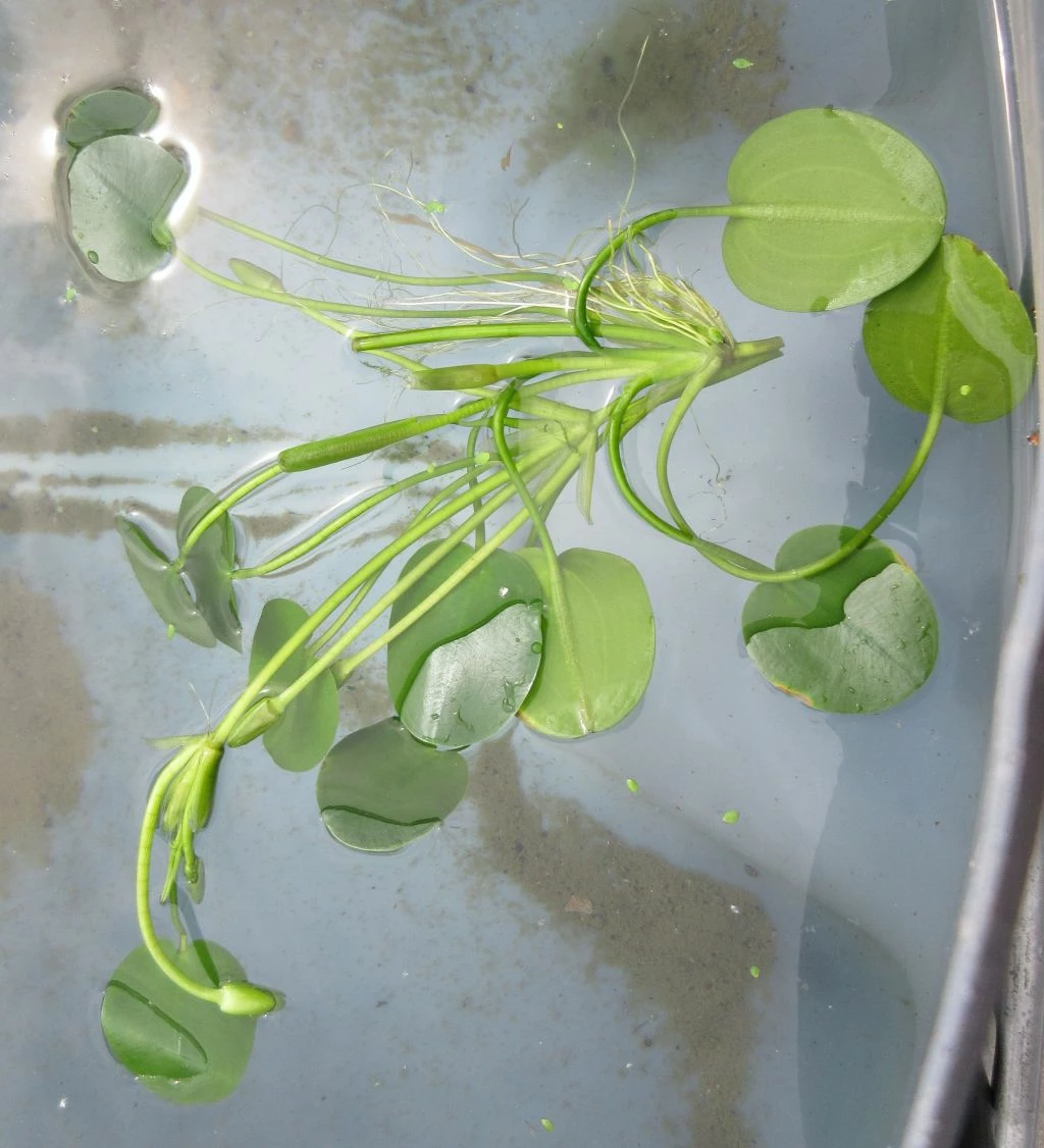 Wassermohnblume / Hydrocleys Nymphoides Für Den Teich 5 Wassermohnblume / Hydrocleys Nymphoides Für Den Teich – Bild 3