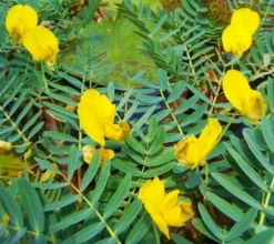 Wassermimose / Aeschynomene Fluitans - Schwimmpflanzen-Rarität