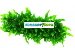 Green-Floor Schmalblättriges Javafarn / Microsorum Minor Auf Matte Ca. 40x130 Mm