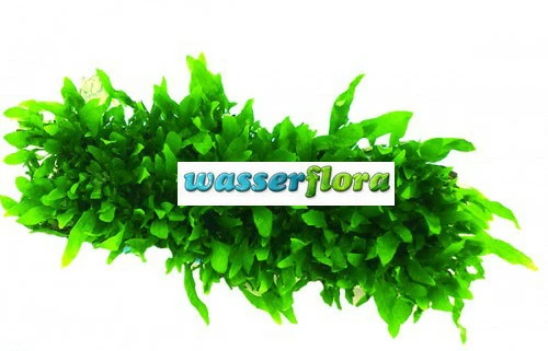 Green-Floor Schmalblättriges Javafarn / Microsorum Minor Auf Matte Ca. 40x130 Mm 3 Green-Floor Schmalblättriges Javafarn / Microsorum Minor Auf Matte Ca. 40x130 Mm