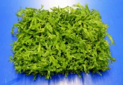 Green-Floor Gekräuseltes Javafarn / Microsorum Pt. Windelov Auf Matte Ca. 40x130 Mm