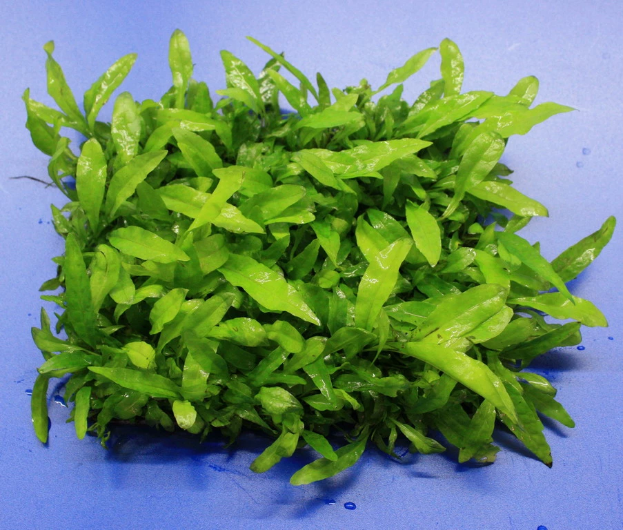 Green-Wall XL Javafarn / Microsorum Pteropus Auf Matte Ca. 170x140 Mm 3 Green-Wall XL Javafarn / Microsorum Pteropus Auf Matte Ca. 170x140 Mm