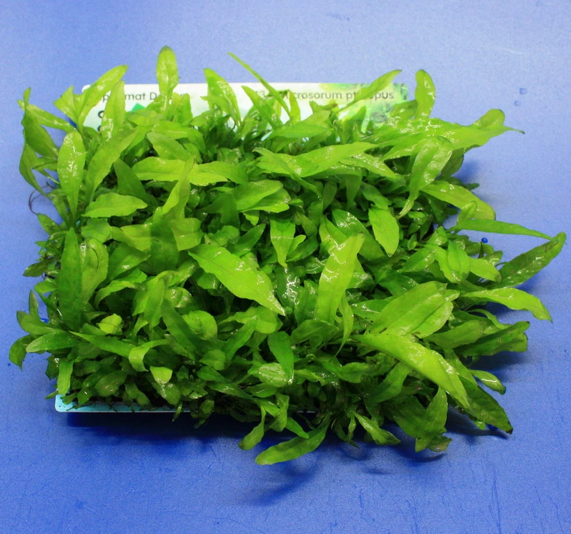 Green-Wall XL Javafarn / Microsorum Pteropus Auf Matte Ca. 170x140 Mm 4 Green-Wall XL Javafarn / Microsorum Pteropus Auf Matte Ca. 170x140 Mm – Bild 2