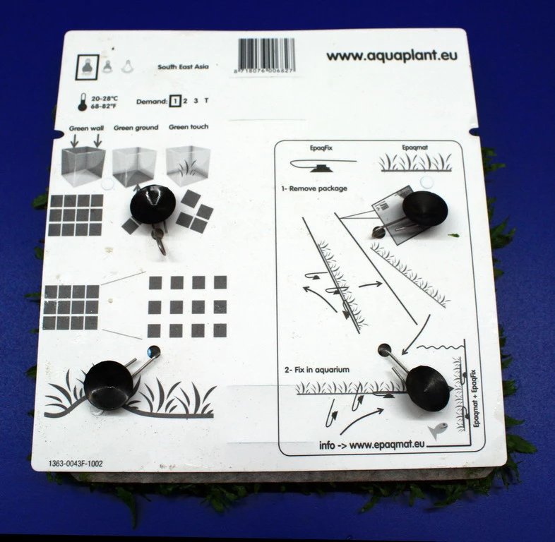 Green-Wall XL Javafarn / Microsorum Pteropus Auf Matte Ca. 170x140 Mm 5 Green-Wall XL Javafarn / Microsorum Pteropus Auf Matte Ca. 170x140 Mm – Bild 3