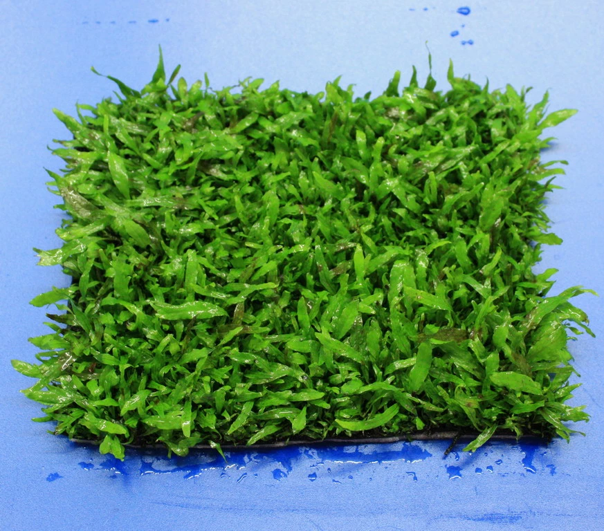 Green-Wall XL Schmalblättriges Javafarn / Microsorum Minor Auf Matte Ca. 170x140 Mm 3 Green-Wall XL Schmalblättriges Javafarn / Microsorum Minor Auf Matte Ca. 170x140 Mm