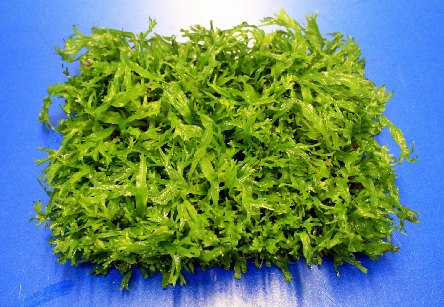 Green-Wall XL Gekräuseltes Javafarn / Microsorum Pt. Windelov Auf Matte Ca. 170x140 Mm 3 Green-Wall XL Gekräuseltes Javafarn / Microsorum Pt. Windelov Auf Matte Ca. 170x140 Mm