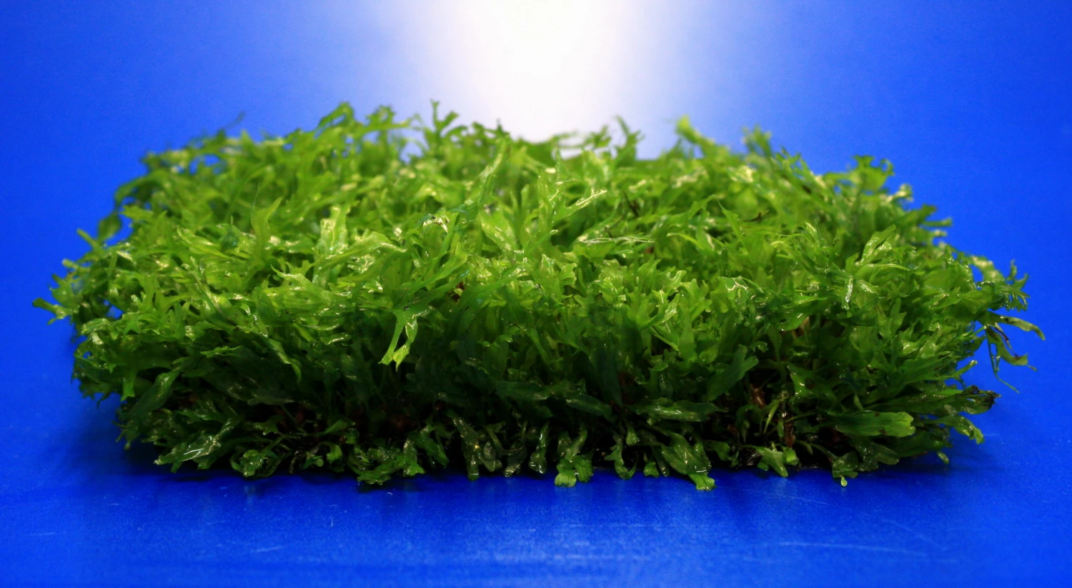 Green-Wall XL Gekräuseltes Javafarn / Microsorum Pt. Windelov Auf Matte Ca. 170x140 Mm 4 Green-Wall XL Gekräuseltes Javafarn / Microsorum Pt. Windelov Auf Matte Ca. 170x140 Mm – Bild 2