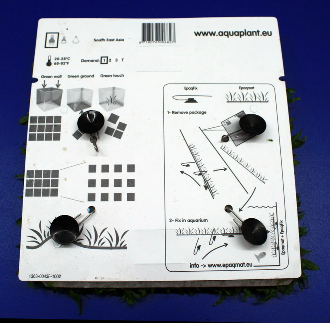 Green-Wall XL Gekräuseltes Javafarn / Microsorum Pt. Windelov Auf Matte Ca. 170x140 Mm 5 Green-Wall XL Gekräuseltes Javafarn / Microsorum Pt. Windelov Auf Matte Ca. 170x140 Mm – Bild 3
