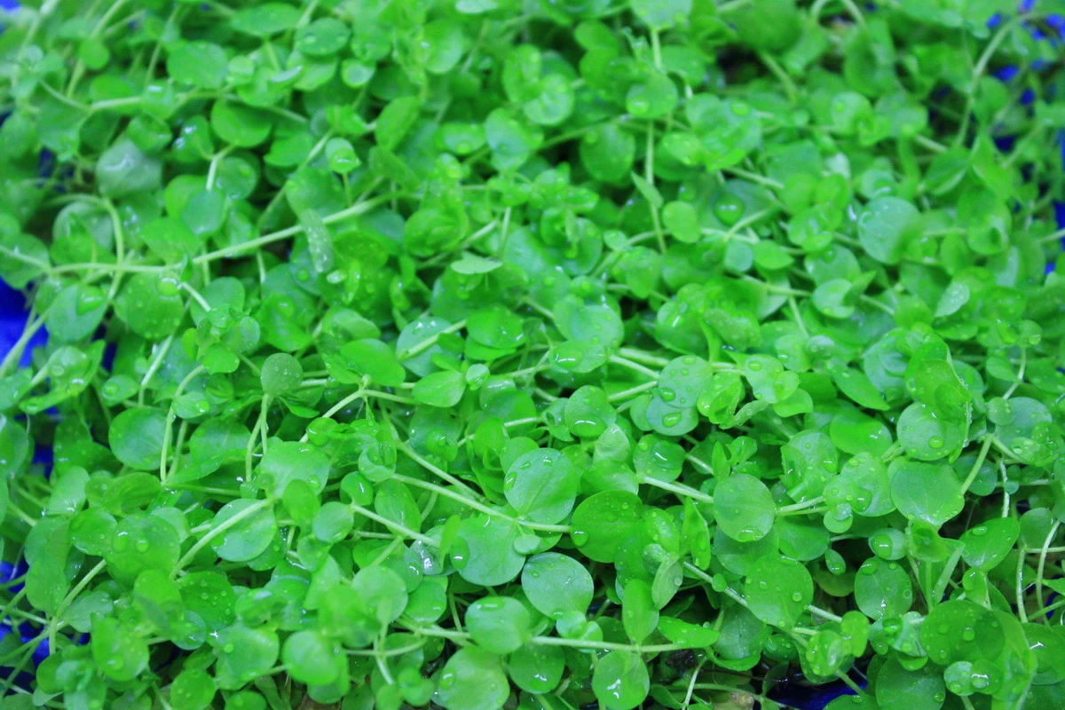 Großes Perlenkraut Schöne Dichte Matte 12x10 Cm / Micranthemum Umbrosum 3 Großes Perlenkraut Schöne Dichte Matte 12x10 Cm / Micranthemum Umbrosum