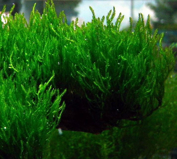 Dennerle Flammenmoos / Taxiphyllum Spec. Flame Auf Edelstahlgitter, Moos 3 Dennerle Flammenmoos / Taxiphyllum Spec. Flame Auf Edelstahlgitter, Moos