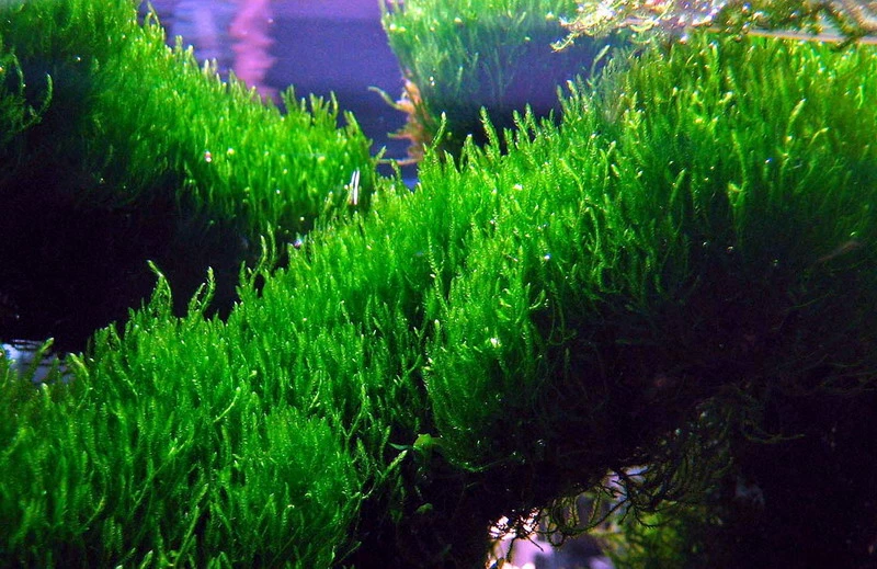 Dennerle Flammenmoos / Taxiphyllum Spec. Flame Auf Edelstahlgitter, Moos 4 Dennerle Flammenmoos / Taxiphyllum Spec. Flame Auf Edelstahlgitter, Moos – Bild 2