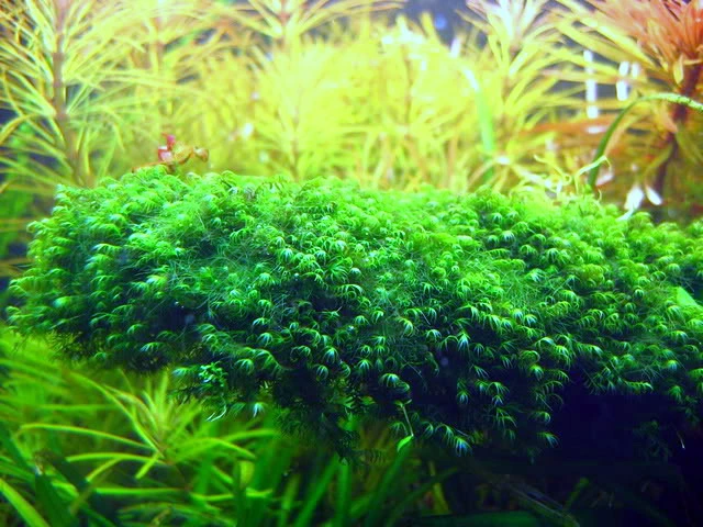 Fissidens Fontanus / Phoenix Moss Gitter - Moos Pad 3 Fissidens Fontanus / Phoenix Moss Gitter - Moos Pad