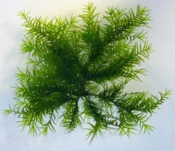 Fissidens Fontanus / Phoenix Moss Gitter - Moos Pad 7 Fissidens Fontanus / Phoenix Moss Gitter - Moos Pad -Hobby || DENNERLE || Flamingo Verkäufe oM 4029LL 1 6