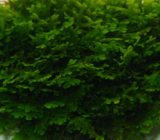 In-Vitro Mini Korallenmoos / Riccardia Chamedryfolia, Moos 3 In-Vitro Mini Korallenmoos / Riccardia Chamedryfolia, Moos