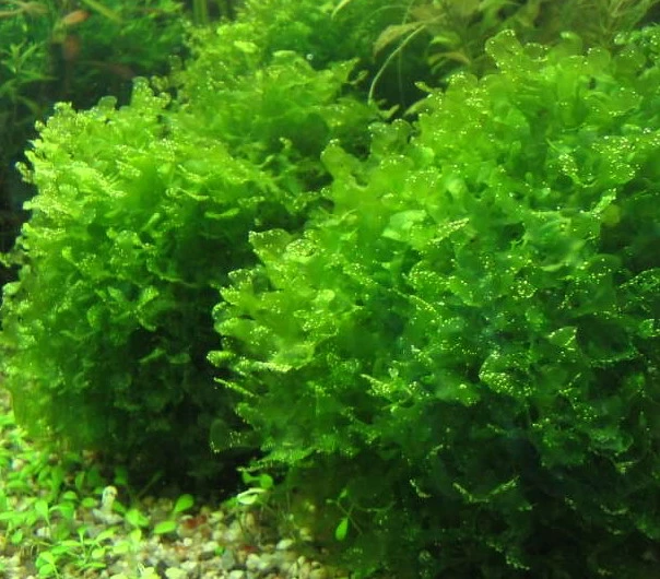 DENNERLE Süßwassertang / Lomariopsis Lineata 3 DENNERLE Süßwassertang / Lomariopsis Lineata