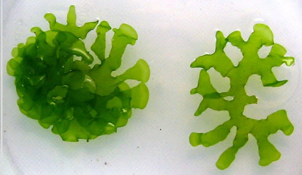 DENNERLE Süßwassertang / Lomariopsis Lineata 4 DENNERLE Süßwassertang / Lomariopsis Lineata – Bild 2