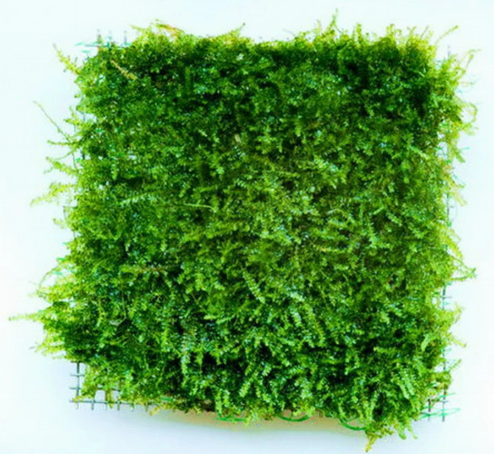 Dennerle Triangelmoos / Cratonneuron Filicinum Auf Gitter - Pad 3 Dennerle Triangelmoos / Cratonneuron Filicinum Auf Gitter - Pad